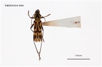 藏品(竹虎天牛)的圖片